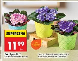 saintpaulia