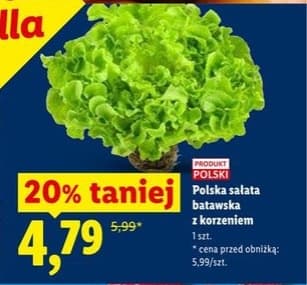 sałata batawska z korzeniem