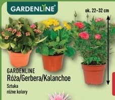 róża lub gerbera lub kalanchoe