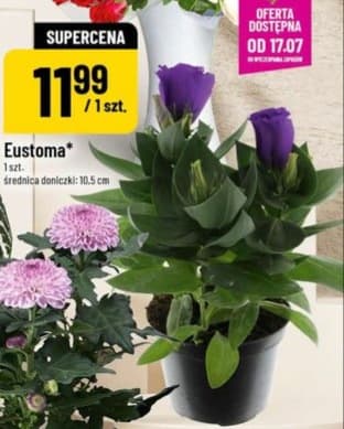 eustoma