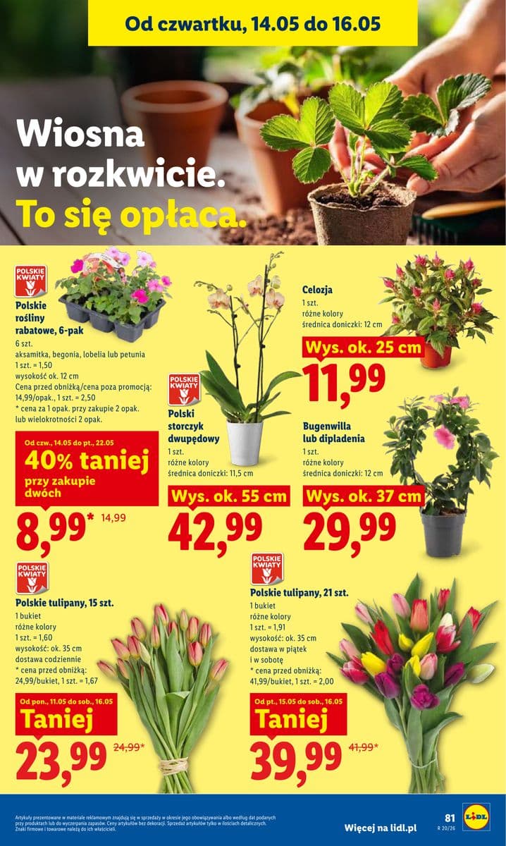 rośliny rabatowe
