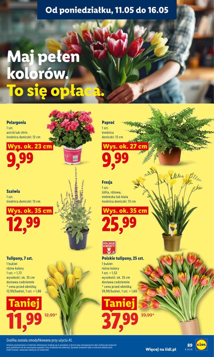 polskie tulipany