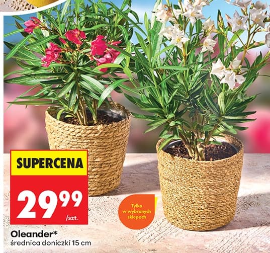 oleander