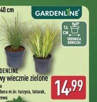 trawy wiecznie zielone