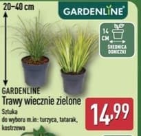 trawy wiecznie zielone