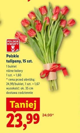tulipan