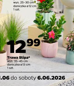trawa stipa