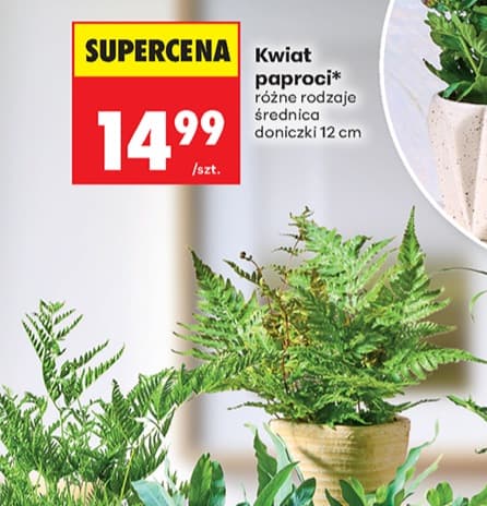 kwiat paproci