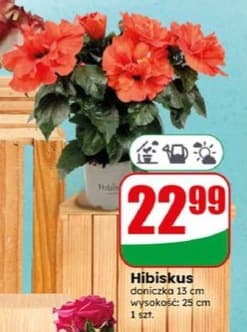 hibiskus