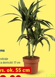 dracena