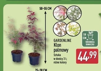 klon palmowy