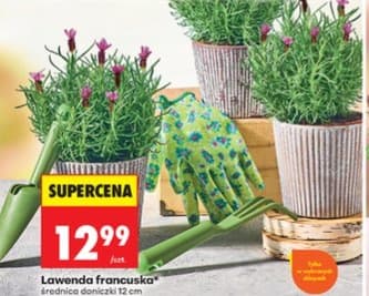 lawenda francuska