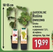 roślina owocowa