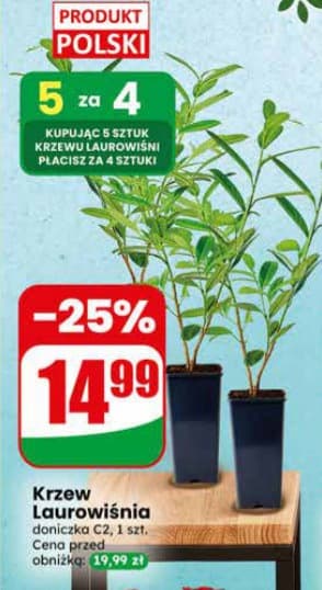 krzew laurowiśnia