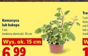 komarzyca lub bakopa