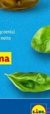 oliwki bella di Cerignola