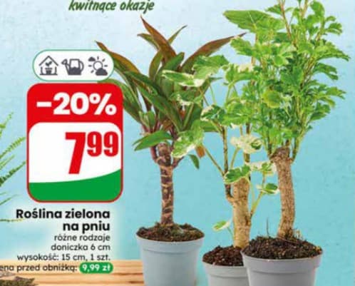 roślina zielona na pniu