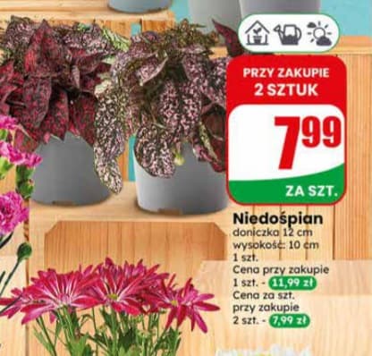 niedośpian