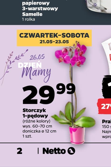 storczyk 1-pędowy