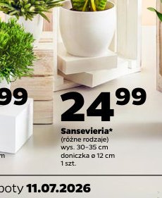 sansevieria