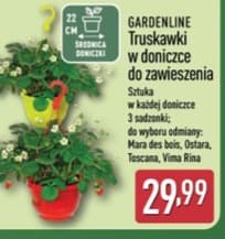 truskawki w doniczce do zawieszenia