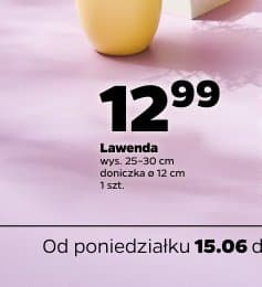 lawenda