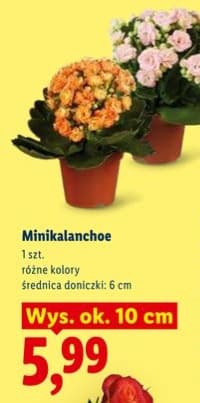 minikalanchoe