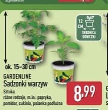 sadzonki warzyw