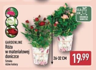 róża w materiałowej doniczce