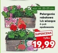 pelargonia rabatowa lub wisząca