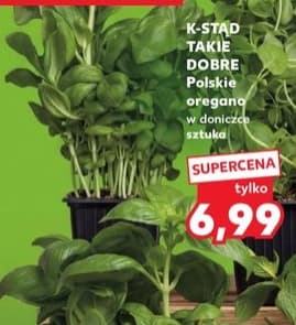 oregano w doniczce