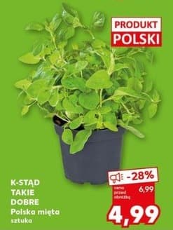 mięta