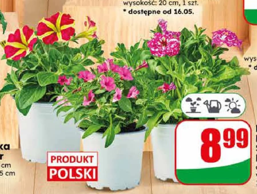 Petunia
