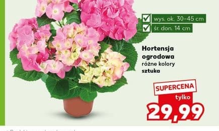 hortensja ogrodowa