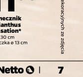 słonecznik Helianthus Sunsation
