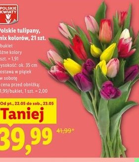 tulipany, mix kolorów