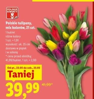 tulipany, mix kolorów