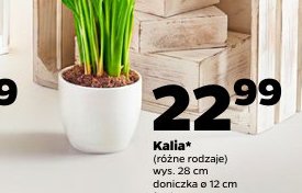 kalia