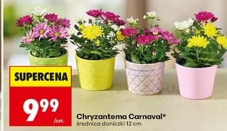 chryzantema Carnaval