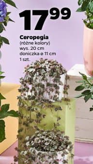 ceropegia