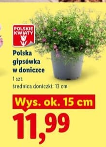 gipsówka w doniczce