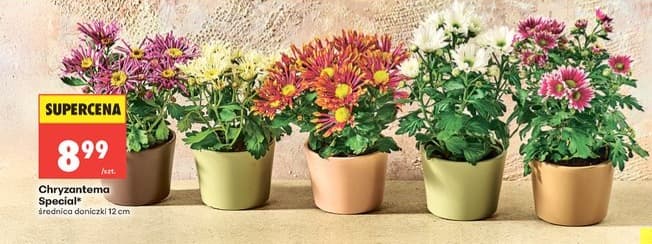 chryzantema Special