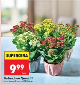 kalanchoe queen