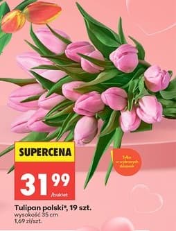 tulipan polski