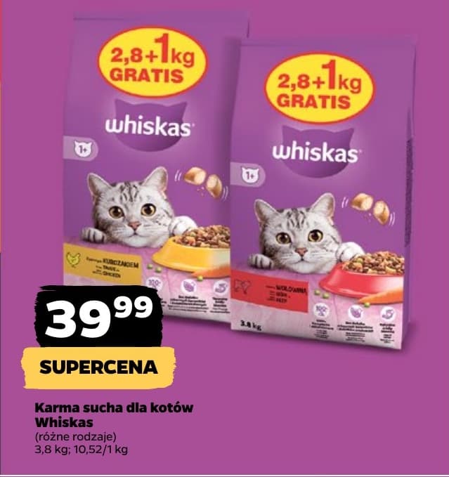 karma sucha dla kotów