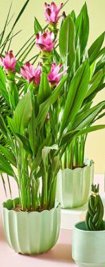 sansevieria