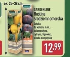 roślina śródziemnomorska