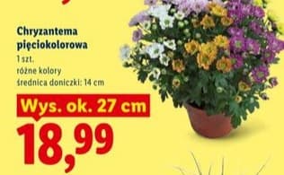 chryzantema pięciokolorowa