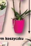 Storczyk 2-pędowy lub Róża doniczkowa