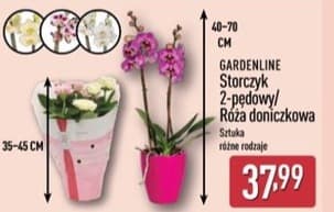 storczyk 2-pędowy lub Róża doniczkowa